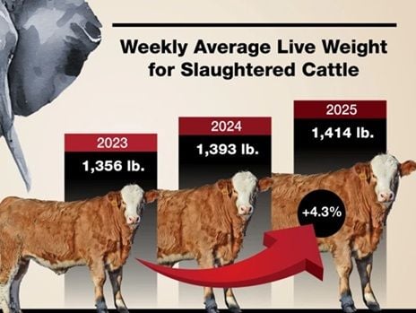 Image related to report content